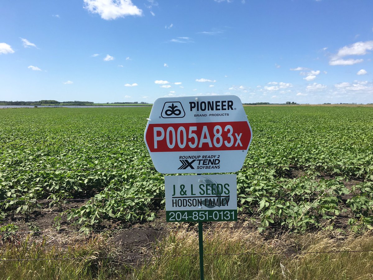 hodgy39's tweet photo. With today’s National fiscal/budget update being scary grim🤕; had to put mind on positive images, so signed some happy neighbours farmer’s fields. @PioneerSeedsCA #canola #soybeans #corn @DecisiveFarming @TaurusAgTeam #activebuild #activeflower https://t.co/TOcOLIV8a7
