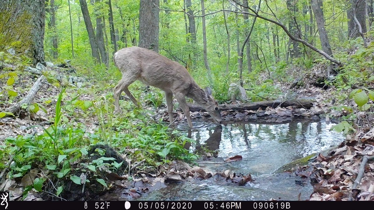 CamDressel's tweet photo. Even farther up the creek. There's an owl in two of the captures, same spot about 4 weeks apart https://t.co/iRTvAbm8S2