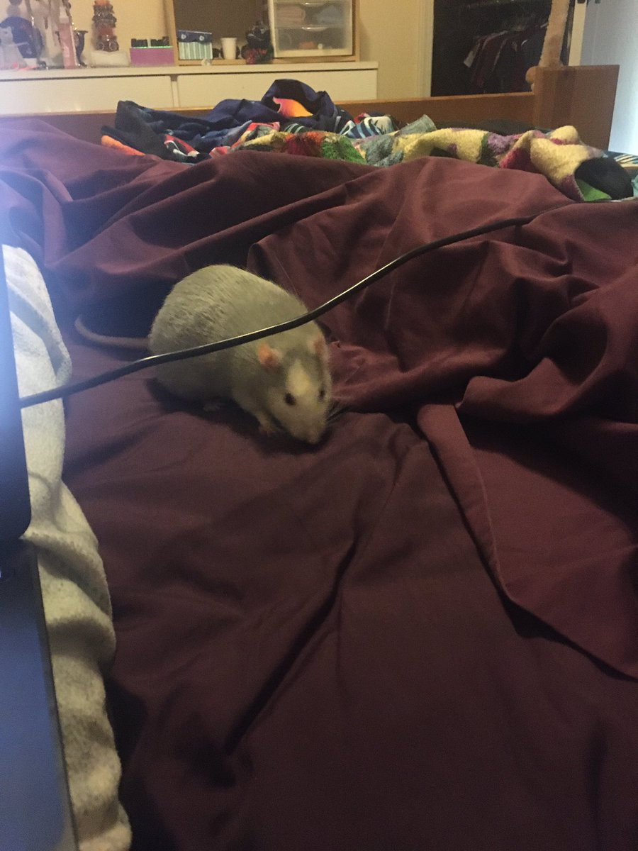 Blue the rat tweet media