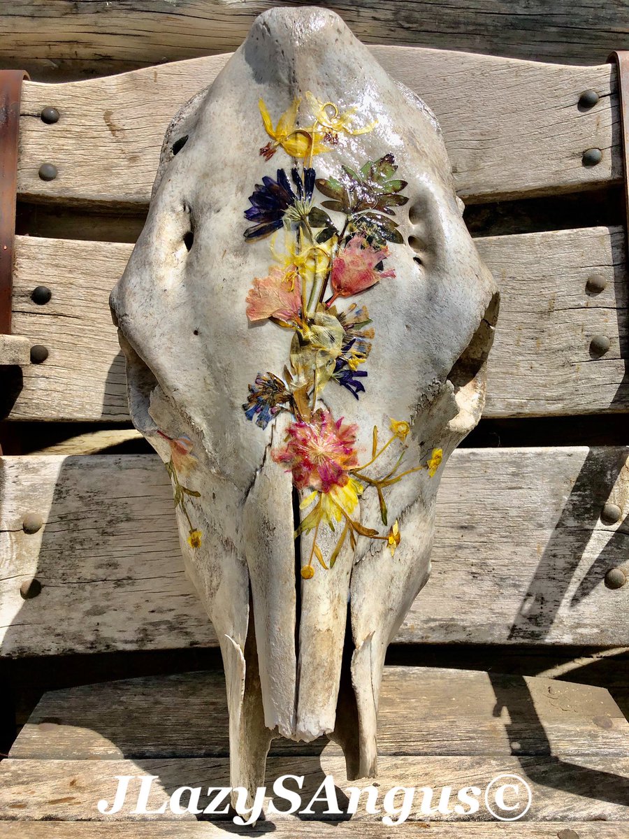 JLazySPictures's tweet photo. Fresh picked spring.
Available for purchase: hand picked #Idaho wildflowers, hand pressed and arranged on a lost and found cow skull. https://t.co/5FwDP1YvXQ