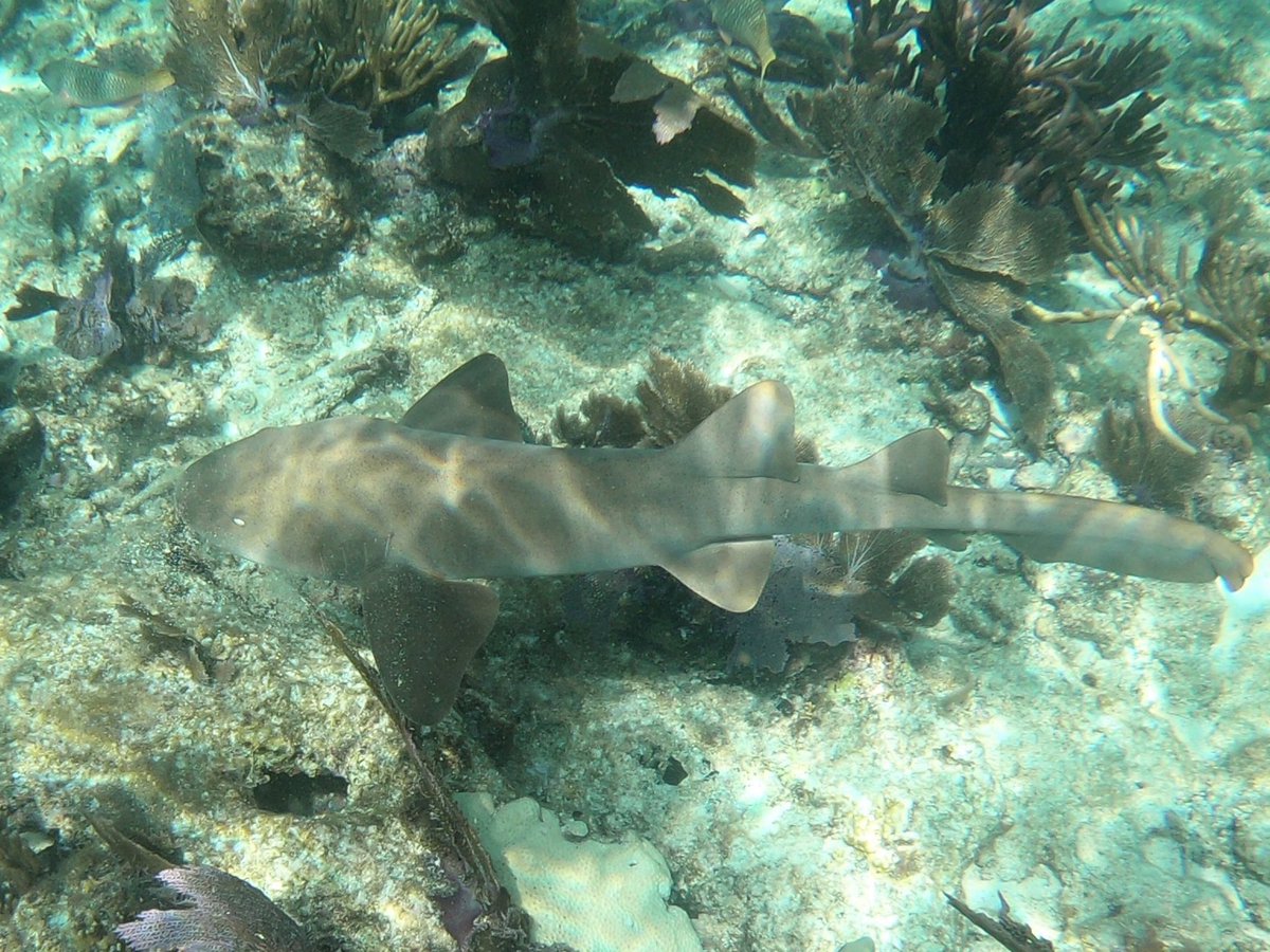 Awesome snorkeling in Islamorada.  Book a tour today!! #wilddolphintours  #islamorada #alligatorreeflighthouse #amaracayguests #amaracayresort #keyslife