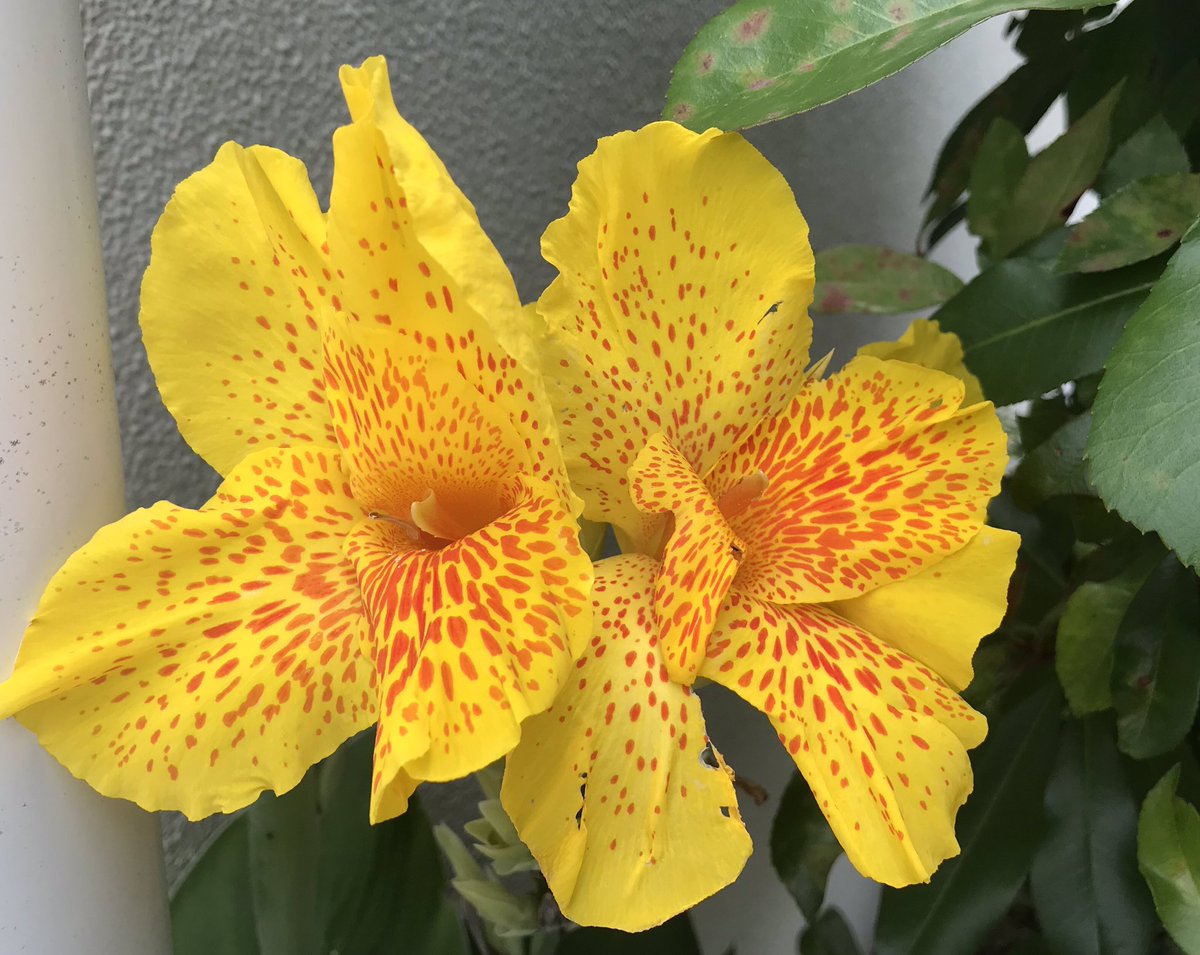 夜空とらいおん のんびり Smap が 私の 世界に一つだけの花 カンナ 花言葉は 快活 他 黄色のカンナ には 永遠 他の言葉も ビタミンカラーは元気貰えます お誕生日おめでとう つよぽん いつもありがとう 草彅剛46回目誕生祭 0709