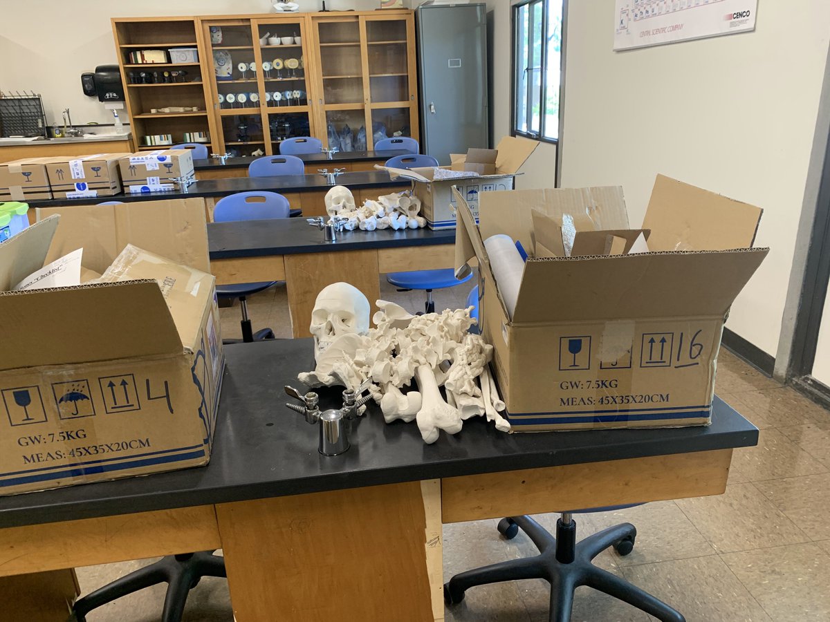 MassasoitSTEM's tweet photo. Boning up at Massasoit? Skeletons being disinfected and sorted so that A&P I students can continue their studies remotely! #MassasoitAnP #MassasoitSTEM @MassasoitTweets https://t.co/veanlyBNVv