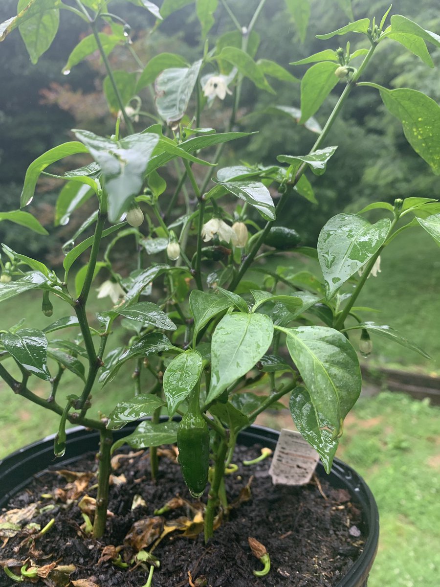 first up pepper plants! I have 5! here are golden cayenne, hot Hungarian, and jalapeño!