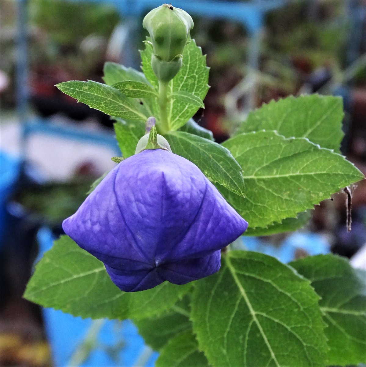 SepidehArkani's tweet photo. This is one of our gorgeous new #plants currently in #bloom, #Platycodon #grandiflorus (#balloon #flower)

#Alpines #Herbs #SummerFlowers https://t.co/Ob25RFgOsF