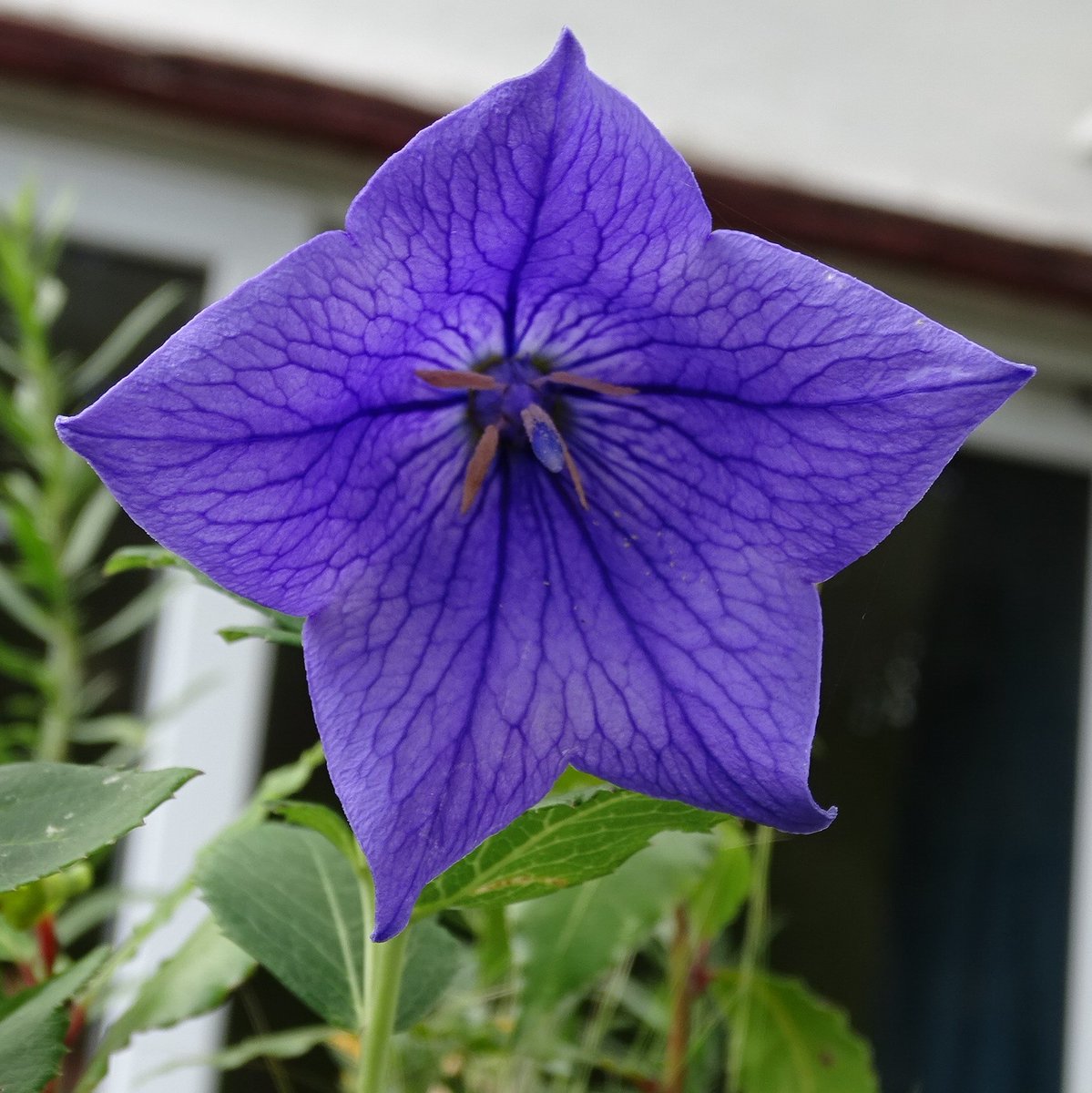 SepidehArkani's tweet photo. This is one of our gorgeous new #plants currently in #bloom, #Platycodon #grandiflorus (#balloon #flower)

#Alpines #Herbs #SummerFlowers https://t.co/Ob25RFgOsF