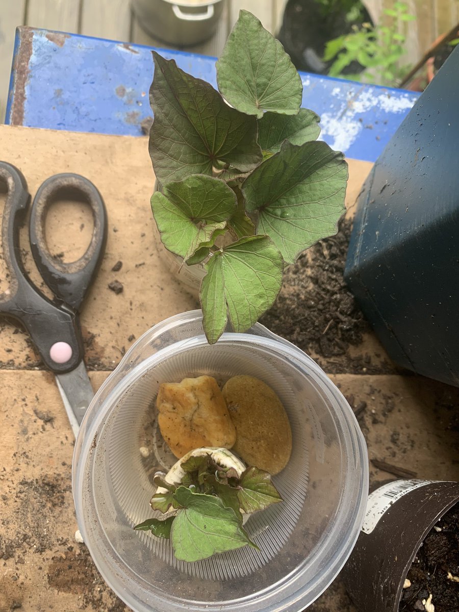 I’m trying to grow sweet pots but I’m very very late to the game - they should be in the ground already but I’m still trying to root the slips - potatoes and sweet potatoes grow completely different which I didn’t know!