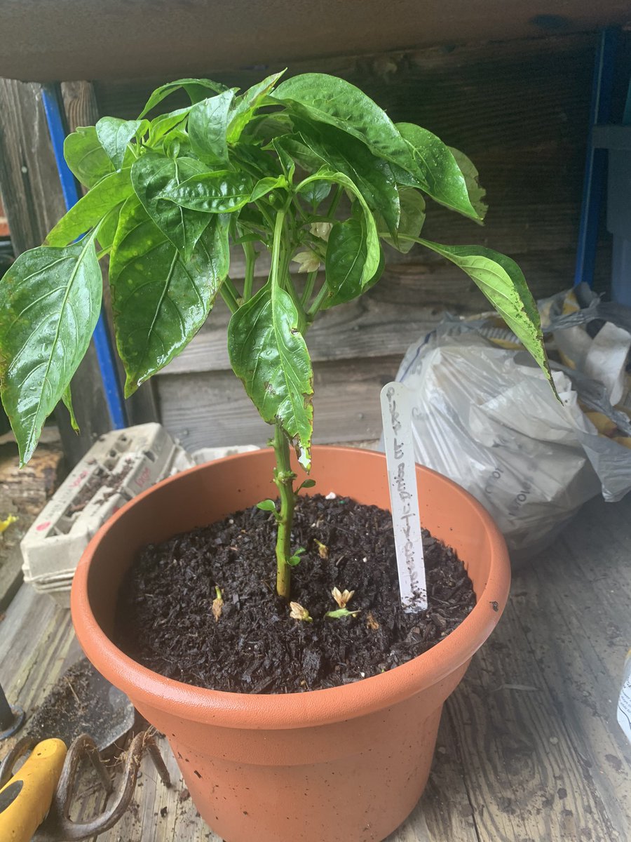 and here are purple beauty bell, and habenero (I haven’t quite hit my stride with these two - I think it’s rain and temp related but we will see if we get peppers!)