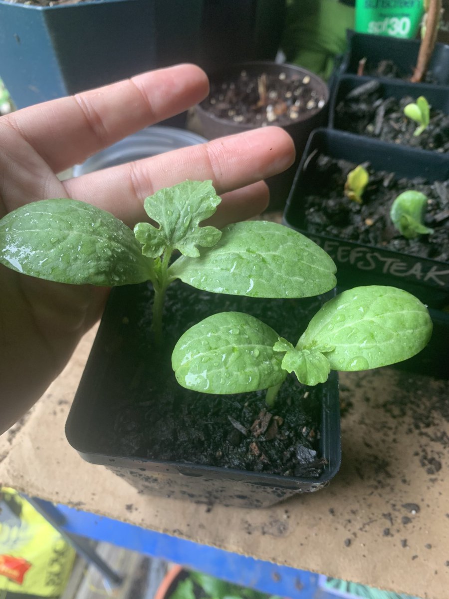 next let’s talk about my sprouts! Here are my most exciting ones - watermelon!