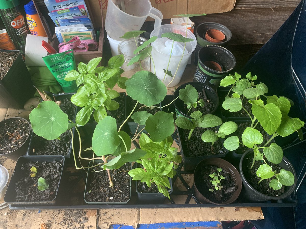 i guess all of these aren’t sprouts so I’ll rename them my baby plants! or starts... or whatever - pumpkin, nasturtium, basil, watermelon, kale and several okra 