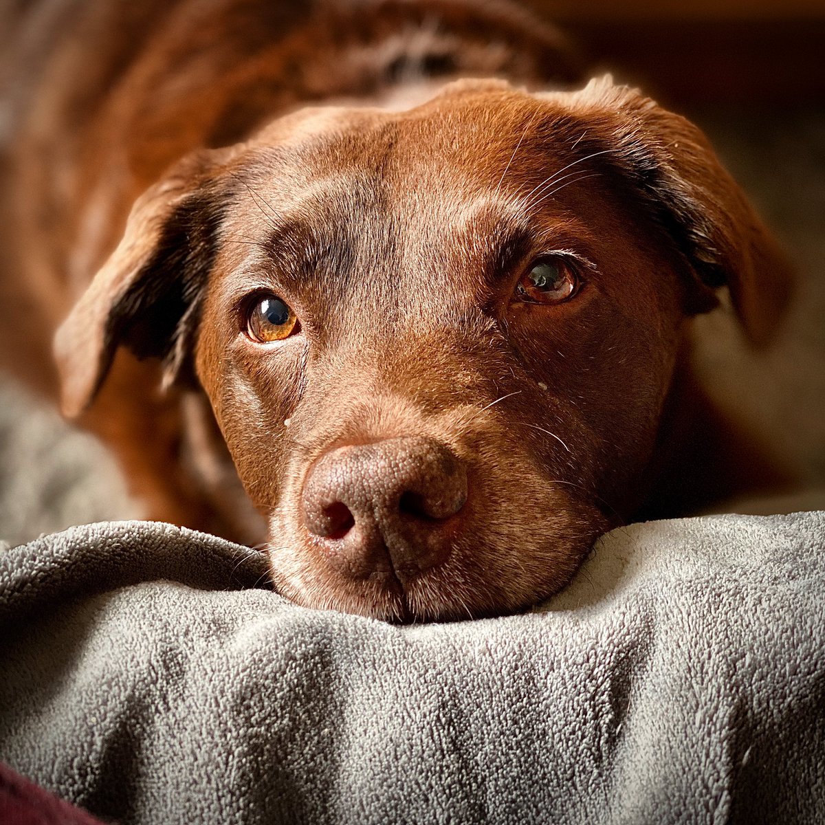 DuchessPoppy's tweet photo. I am, of course, beautiful. #chocolatelab #labradorretriever https://t.co/8N6OswmT1Q