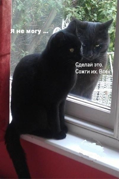 優しい猫 Japan Trashboy Twitter