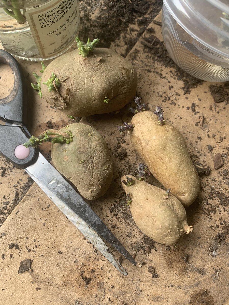 regular degular potatoes grow from seed potatoes like these ones I have, but sweet pots grow from slips which are the green leafy stems that grow out of the sweet potato when you root it