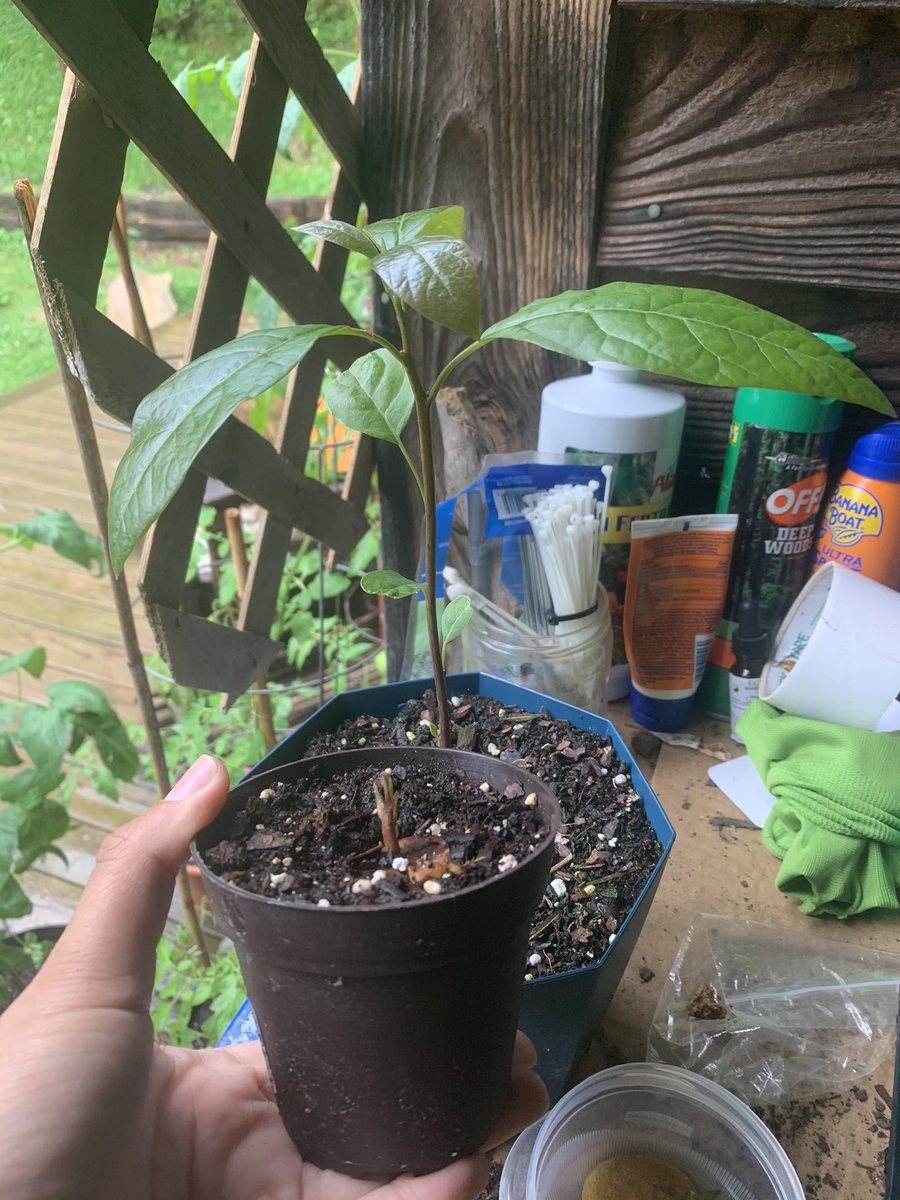 two stages of avocado - didn’t know this but it can take like 15 years to grow an actual avocado fruit from the seed of one from the grocery - until then, they are super pretty house plants