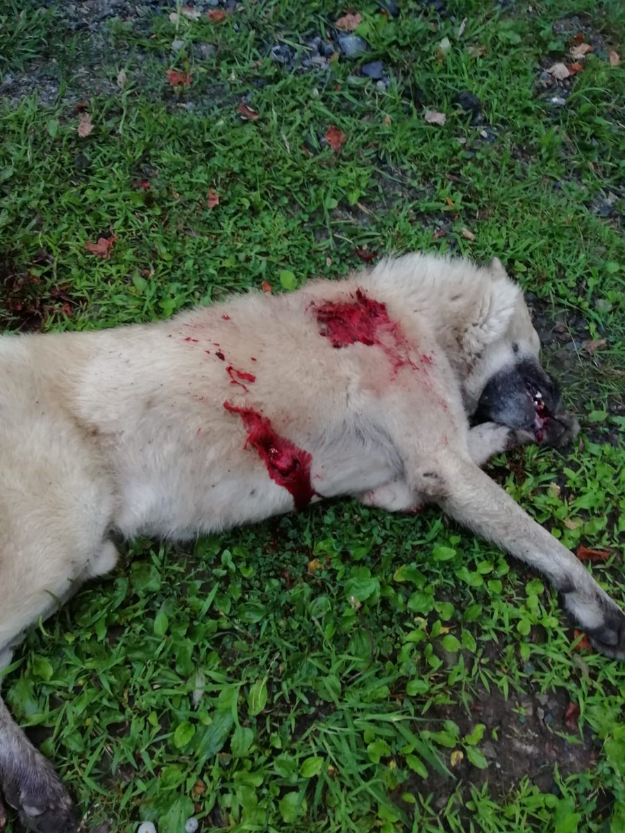 Dün gece sabah saat 5 buçuk sularında komşu bildiğimiz karakter yoksunu insan demeye bin şahit şahıs kendi evimizin kapısında köpeğimizi uzun namlulu silahıyla peş peşe ateş ederek öldürdü. Ve hala bu yaptığıyla övünürcesine ortalıkta dolaşıyor. #hayvanhaklarıyasasıhemen