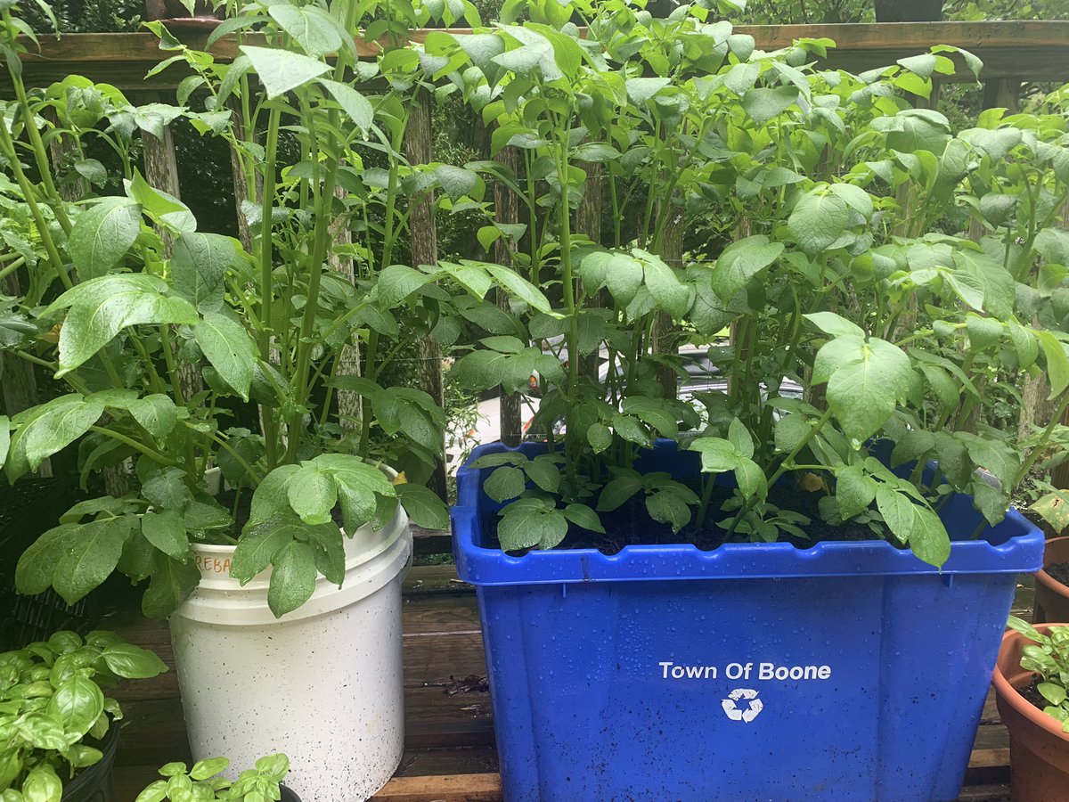 these are my regular potatoes - I planted 3 in the white bucket and 12 in the recycling bin - def should have put less in the bin but I’ll see what I get when I harvest - I’m super proud of this particular endeavor