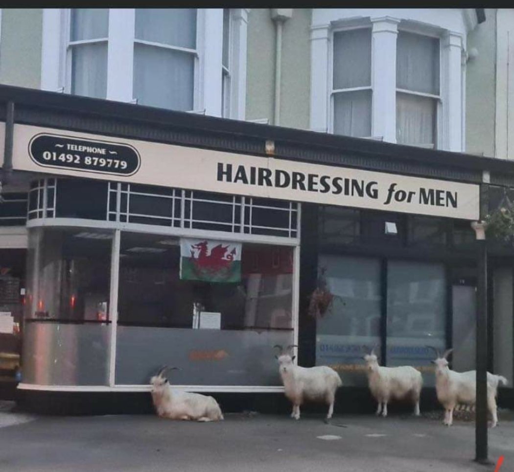 LornaETR's tweet photo. The goats of Llandudno are at it again 🤣 #llandudnogoats https://t.co/uEmz2lphxJ