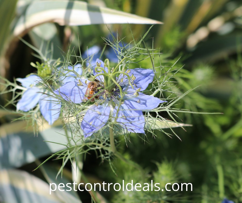 PestControlDeal's tweet image. Bugs out of control? Pest Control is Essential!
Get pest control quote here  - zcu.io/bkFL