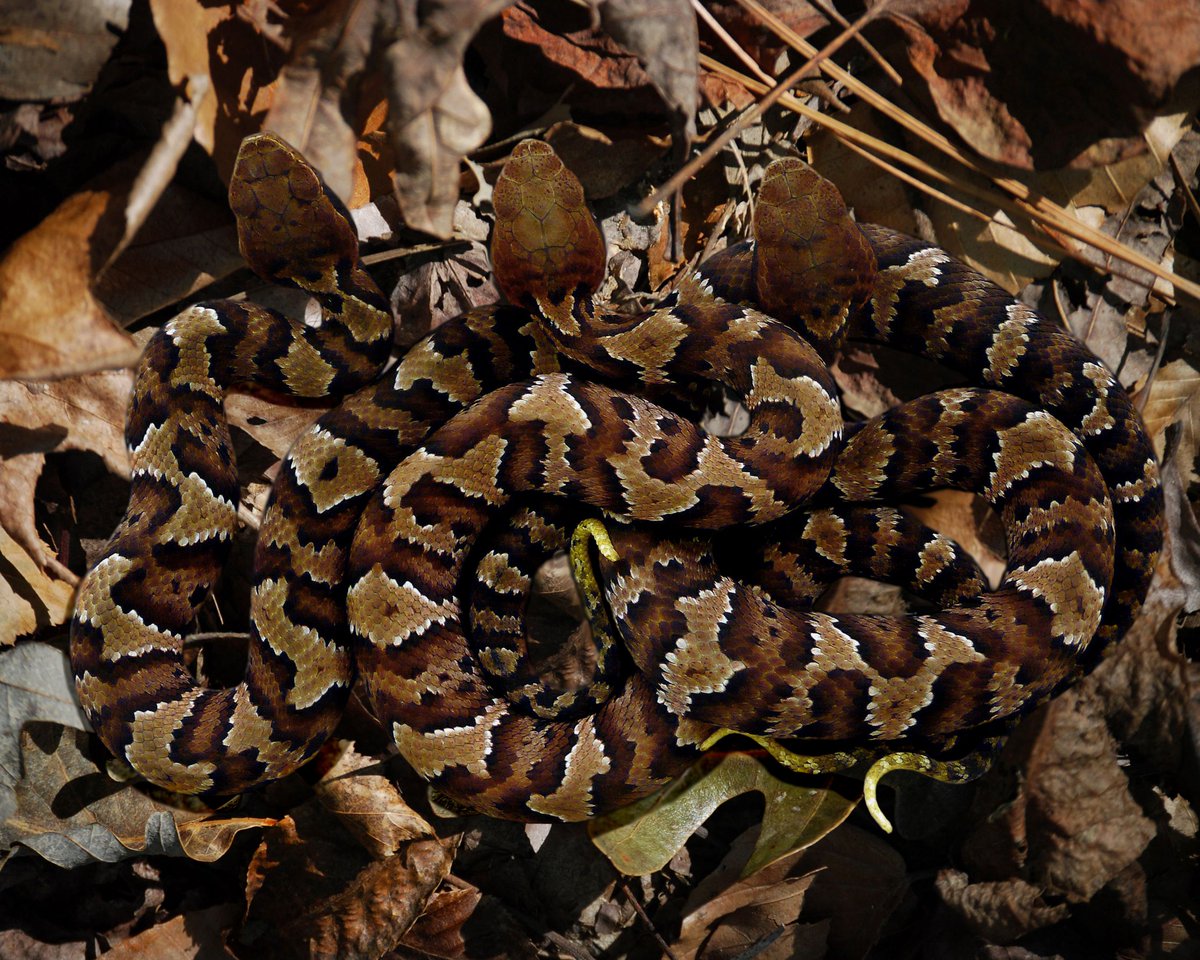 VLMuseum's tweet photo. Snakes often get a bad rap even though they aren't interested in people - they just like the small animals who try to live near our homes. If you come across a snake, give it lots of space so it can go on its way. #WorldSnakeDay #SnakeHero @SnakeAdvocate #valivingmuseum https://t.co/XuEceAKTi4