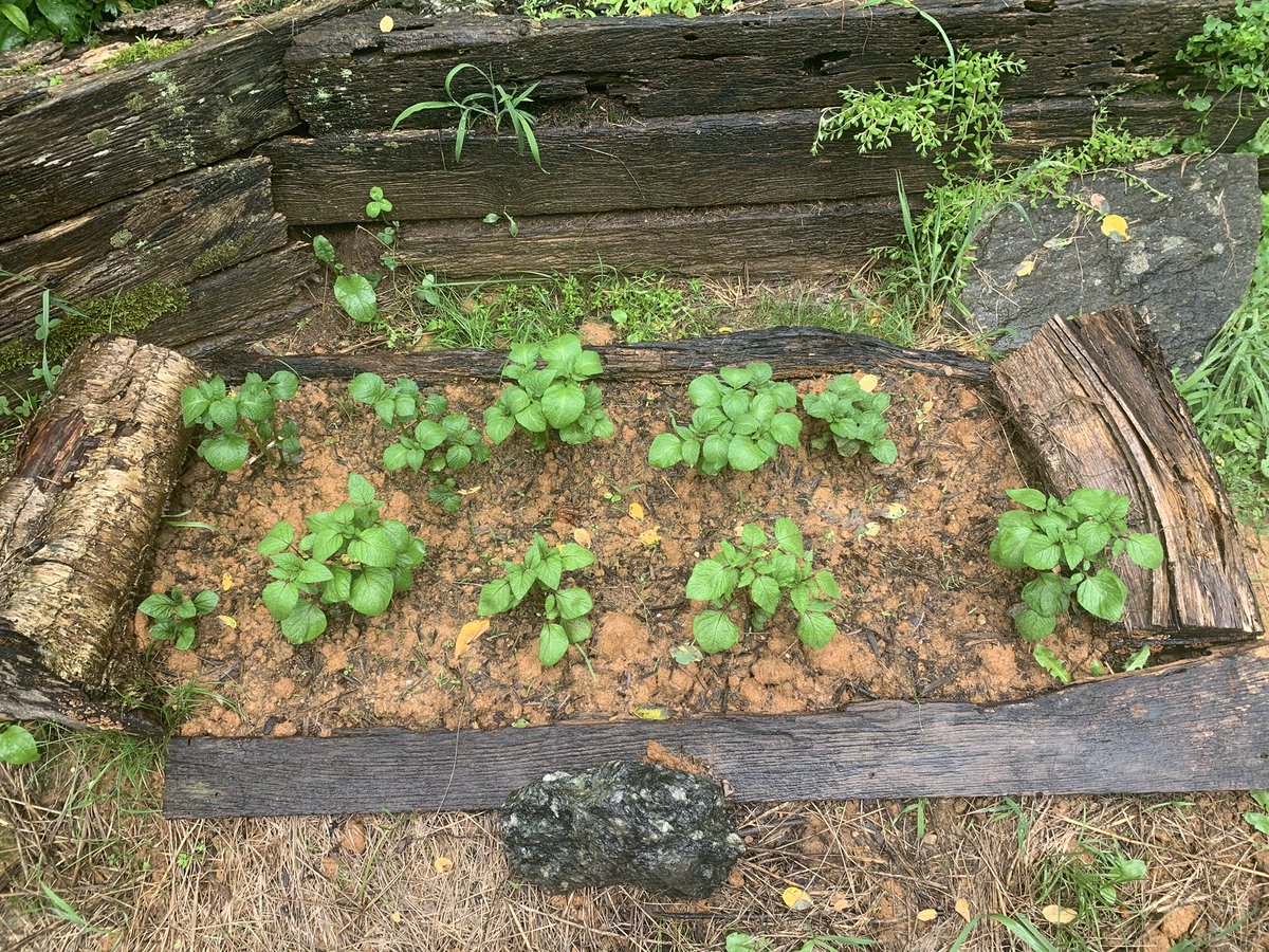 I have two other potato beds, so if y’all are local and want potatoes in a while please hmu bc I will have more than I know what to do with - also did y’all know you have to “cure” potatoes and sweet potatoes - sweet pots get sweeter the longer they cure