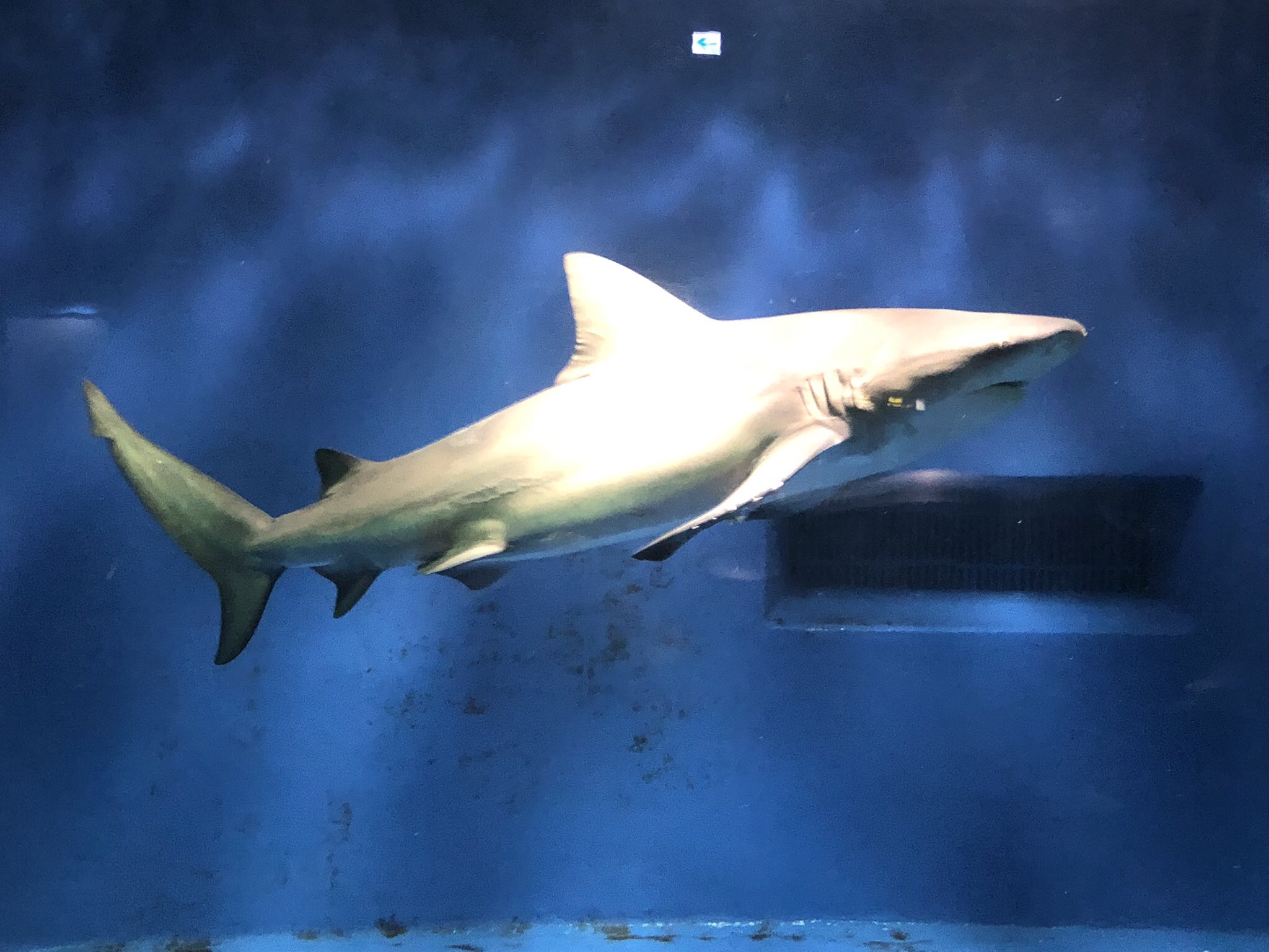 コウメグ 鮫メグ 1日遅れたけど くるめクエスト 白いものを写真に撮る 液浸標本により体色が白くなったラブカと 光の反射で美しく映るオオメジロザメ 幻の貴重な白いサメ ミツクリザメ 少しピンク色っぽいですが 撮るじゃなかったら