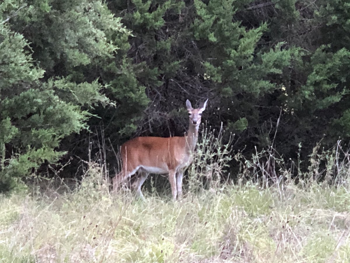 ChikageWeather's tweet photo. Spotted on my #sunset stroll! π¦ #nature #hellodeer https://t.co/8nJNSa6Olg