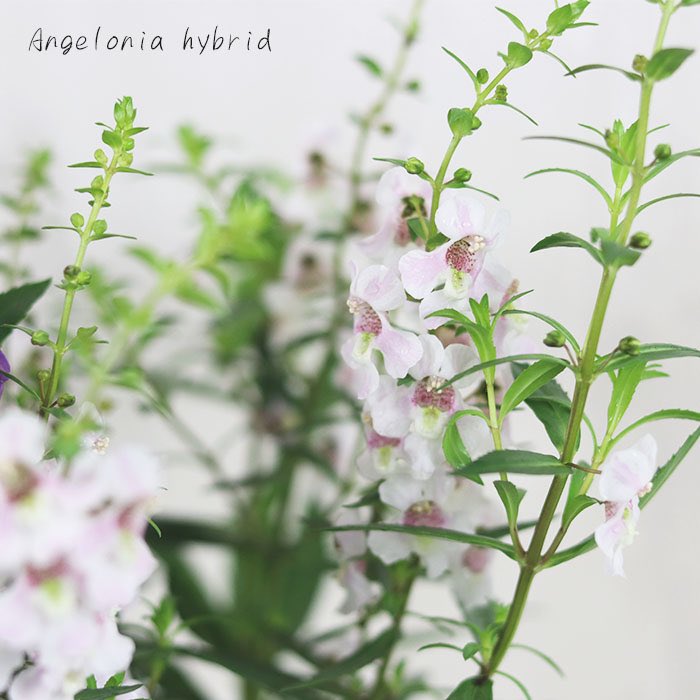 フラワーショップ開花園 心の安らぎ 自然 ガーデニング 夏に強い花 植物 ガーデン Flower Twitter