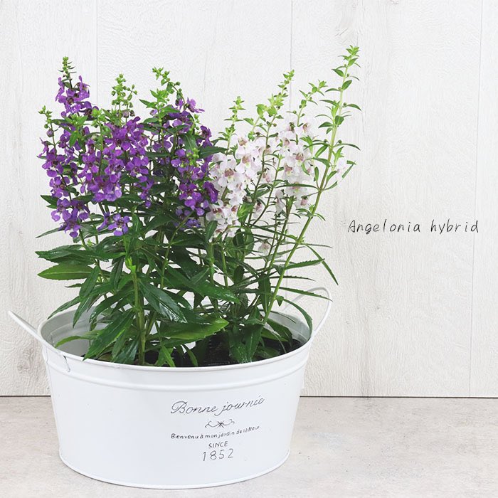 フラワーショップ開花園 心の安らぎ 自然 ガーデニング 夏に強い花 植物 ガーデン Flower Twitter