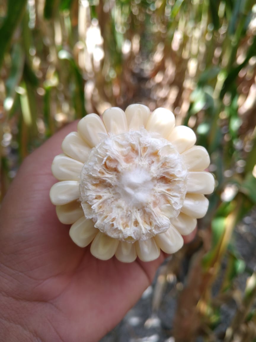 agriequip's tweet photo. La innovación agronómica de #DANAC en los cultivos de Maiz, Arroz, y Soya se entiende
como cambios positivos que generan productos y conocimientos adoptados al resultado de la investigación y gestión tecnológica orientada al mejoramiento de la producción agrícola en Venezuela. https://t.co/T0GDQdrWS4