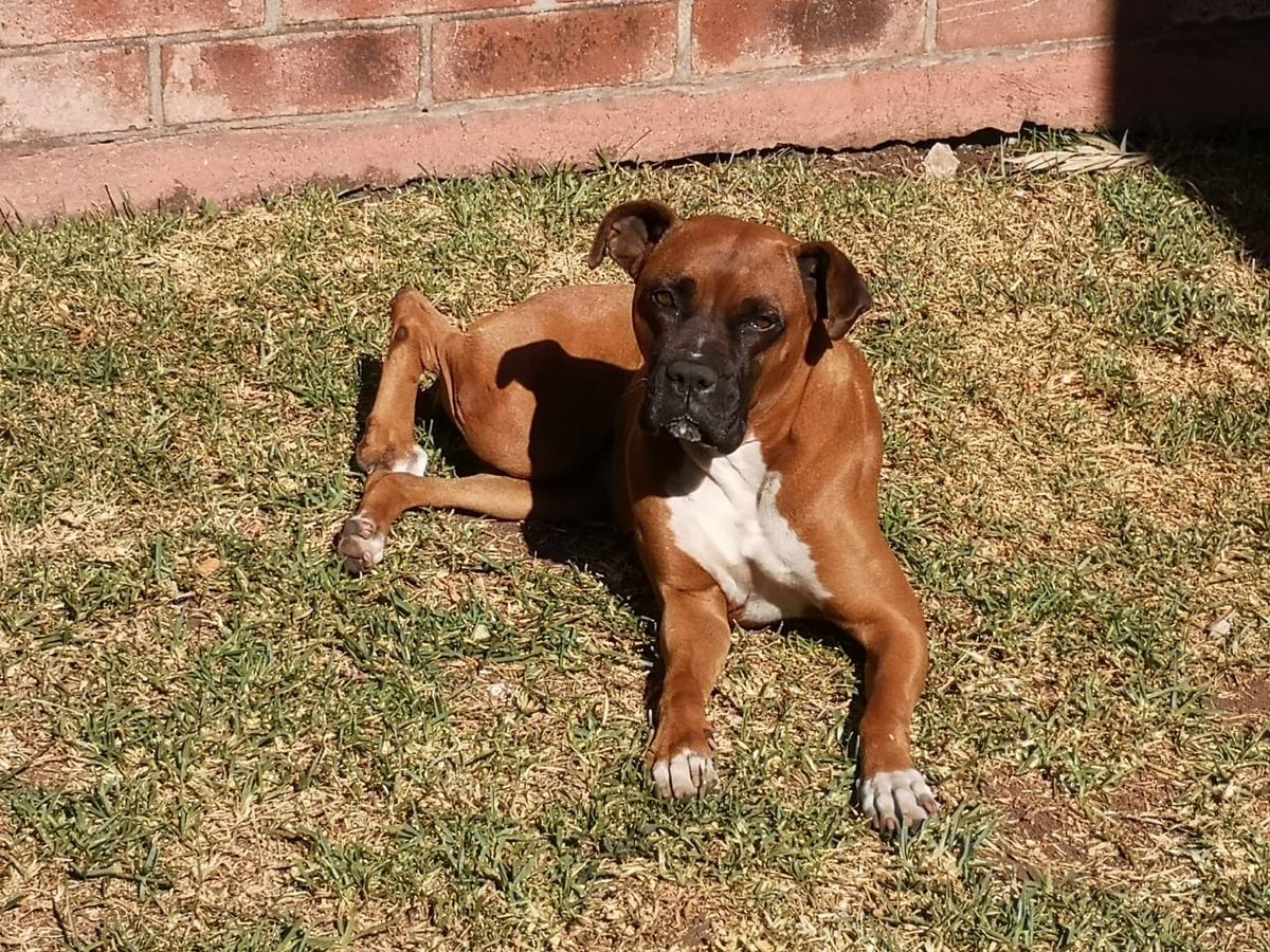 Bea_Colmenares's tweet photo. Epona, la perra bóxer de los Redondo Colmenares está perdida. Tiene un arnés azul, se fue dentro de un barranco y podría estar en zona 16 ó 17. Favor RT si están en el área. Y si la ven, DM o comunicarse al 5550 8299. ¡Muchas gracias! Es amigable e inofensiva https://t.co/LEZPFYFSk2