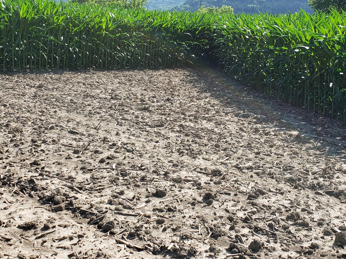 Acuron in a 2 pass program.