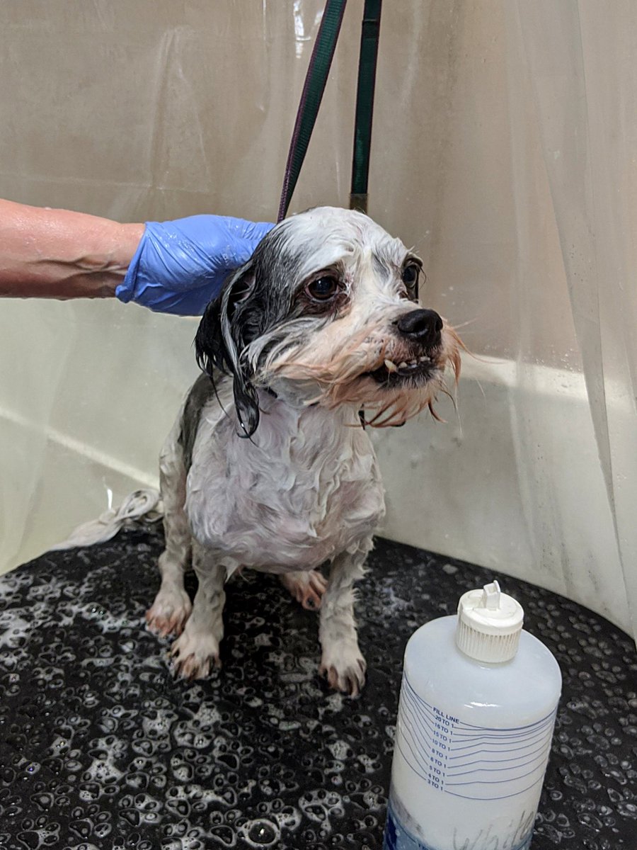ksmutthut's tweet photo. It just keeps getting hotter. ☀️🥵 We bet your pup would love to come see Amy for a #SpaDay and #SummerCut! 🚿✂️🐕 #DogBath #DogGrooming #Grooming #Brenham #RoundTop #Bellville #Texas https://t.co/XcTcyHhOz0