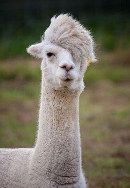 Rie Habu Auf Twitter お昼ご飯作り前に癒しが欲しかったので アルパカ イケメンで検索かけたらものすごくイケメンの子が 出てきた １枚目はハイキュー黒尾さん ２枚目は及川さん ３枚目の子は日向くん似 那須アルパカ牧場のみなと君 モフモフが可愛い