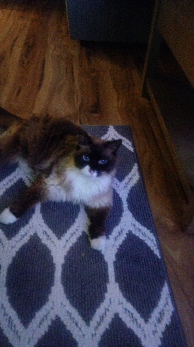 Finally got Oscar to look at the camera!👍🐈💝👀