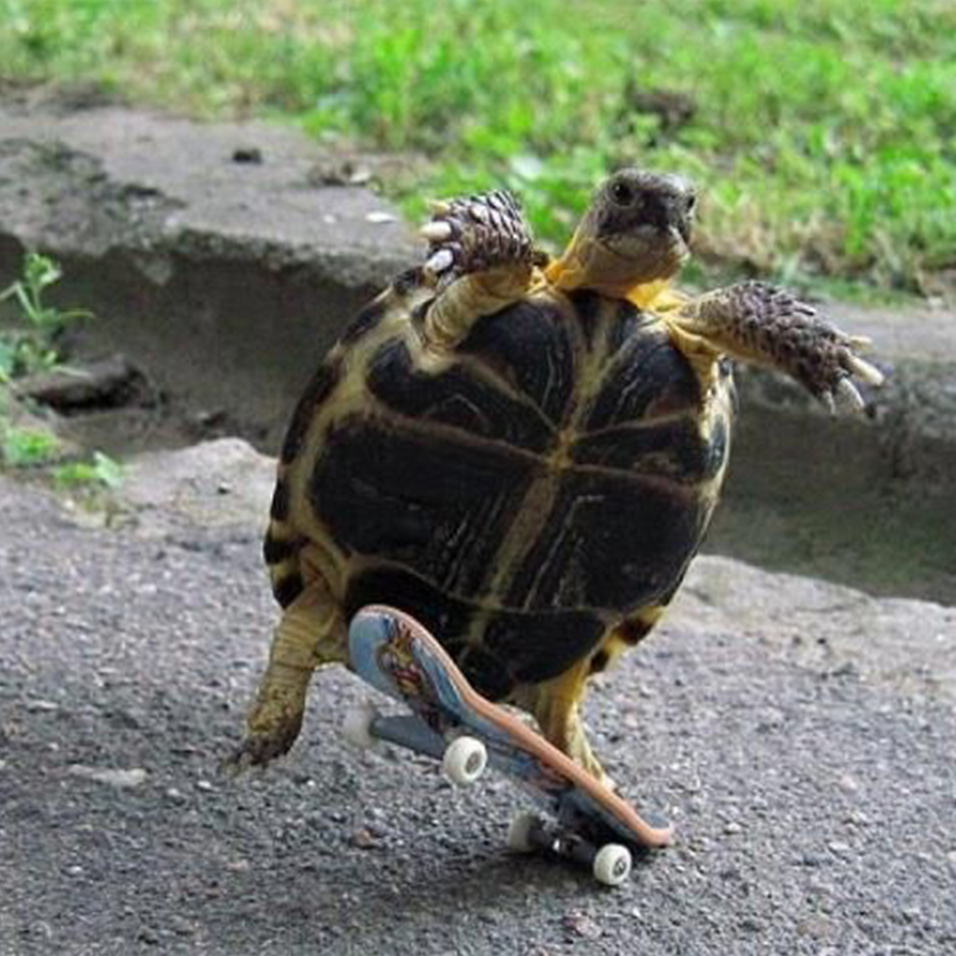 Slow and steady wins the race. Agree or disagree? 

#michaelyacoub Follow me on IG loom.ly/wpm44LI