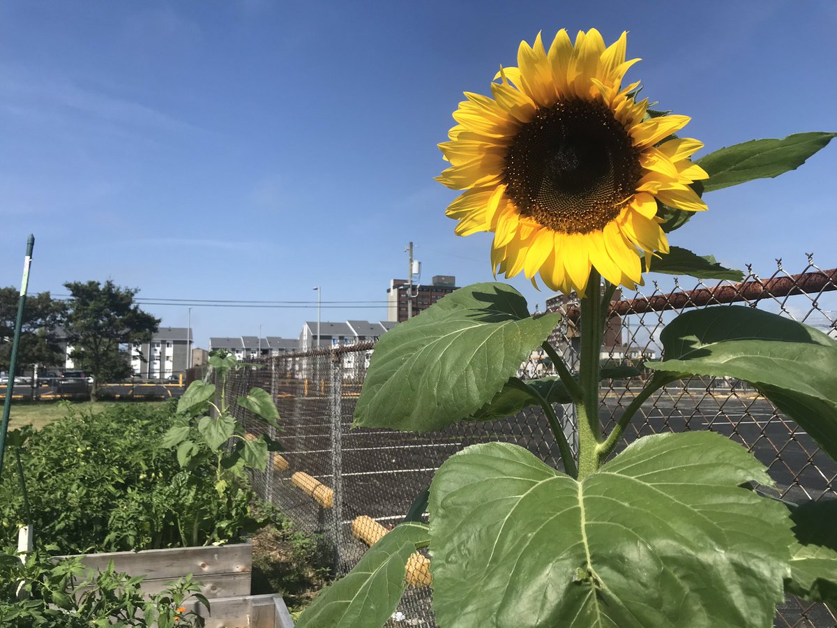 flybypoetry's tweet photo. Our first sunflower opened today. Changing the face of AC one plant at a time. Thanks @OrstedUS for being a sponsor of our community garden. Shout our to @ACUA_Green for the eco soil donation. #growAC #communitygarden #atlanticcity #sisterjeanskitchen #urbanrenewal https://t.co/O7FZM1aHaq