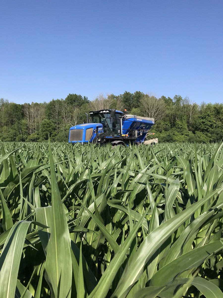 MitchellCurran7's tweet photo. All corn is consistent this year, it all was able to touch the back axle #topdress #burnbabyburn https://t.co/0hlaVjB5vM
