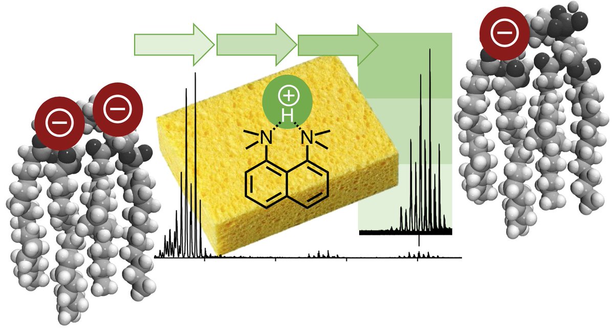 BlanksbyStephen's tweet photo. Have your cardiolipins #lipidomics got too much charge? Give them a scrub with a proton sponge #ionionrxn to remove those nasty isobars. Exciting #MassSpecPub from Caitlin in the McLuckey lab @PurdueChemistry 

https://t.co/xdg6pzDh5C https://t.co/p030NEhnBo