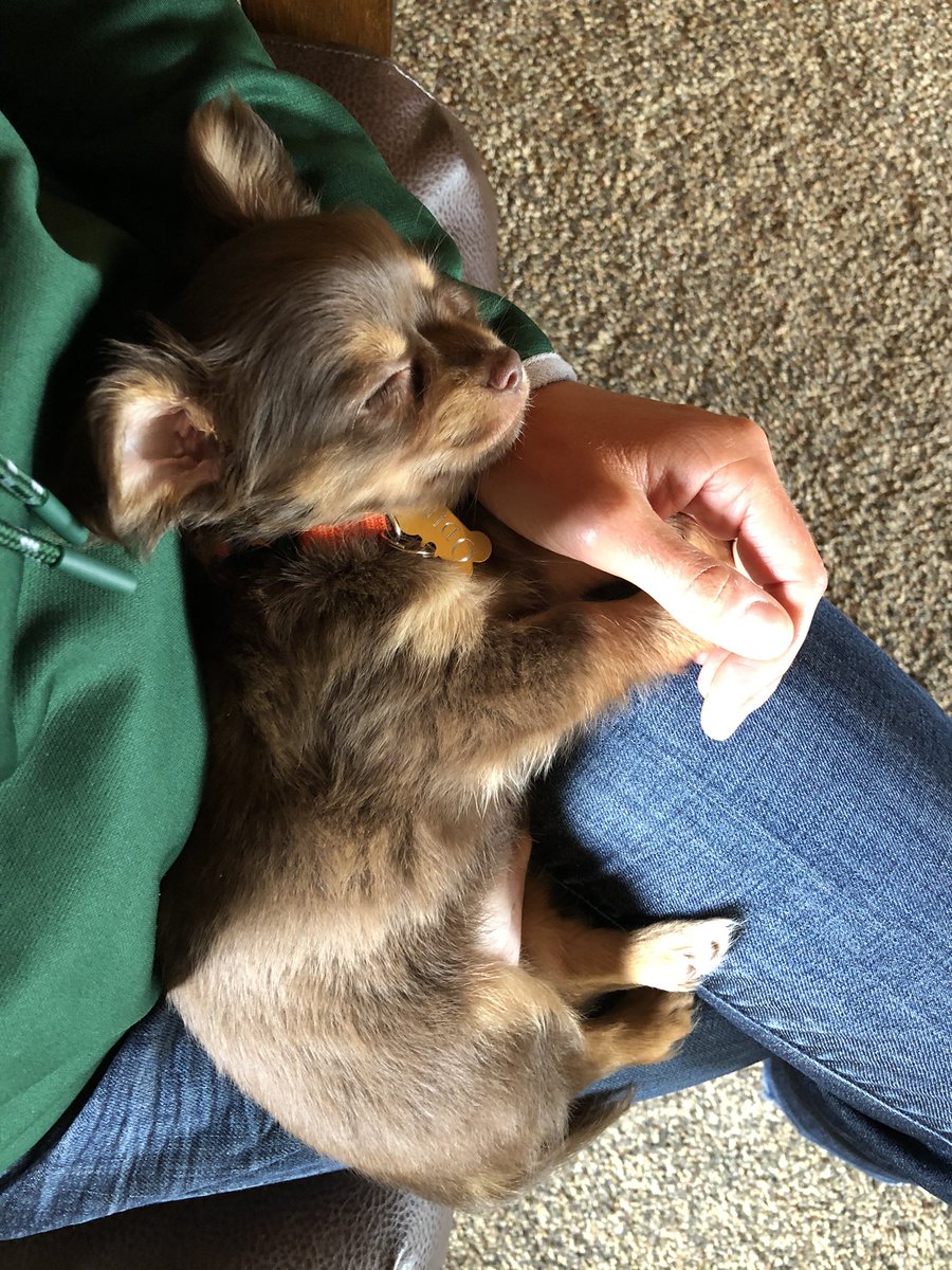 SeCanLauren's tweet photo. This may be the smallest #FarmDogsOfTwitter Iβve got to meet yet π 8 weeks old https://t.co/hE1pFVrrGF
