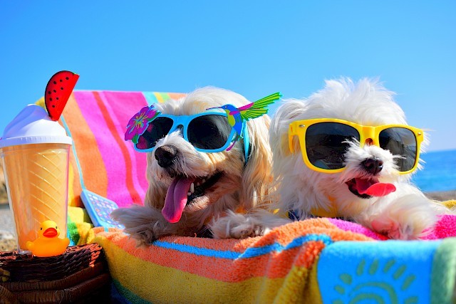 The DOG Days of Summer - mailchi.mp/9d272be55e2d/t…