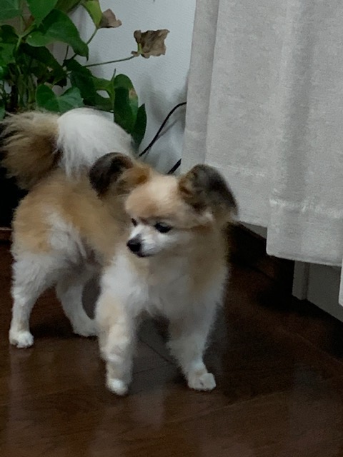 眉毛犬のtwitterイラスト検索結果 眉毛犬のtwitterイラスト検索結果