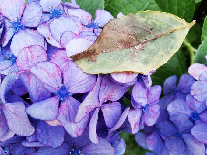 葉っぱのtwitterイラスト検索結果 古い順