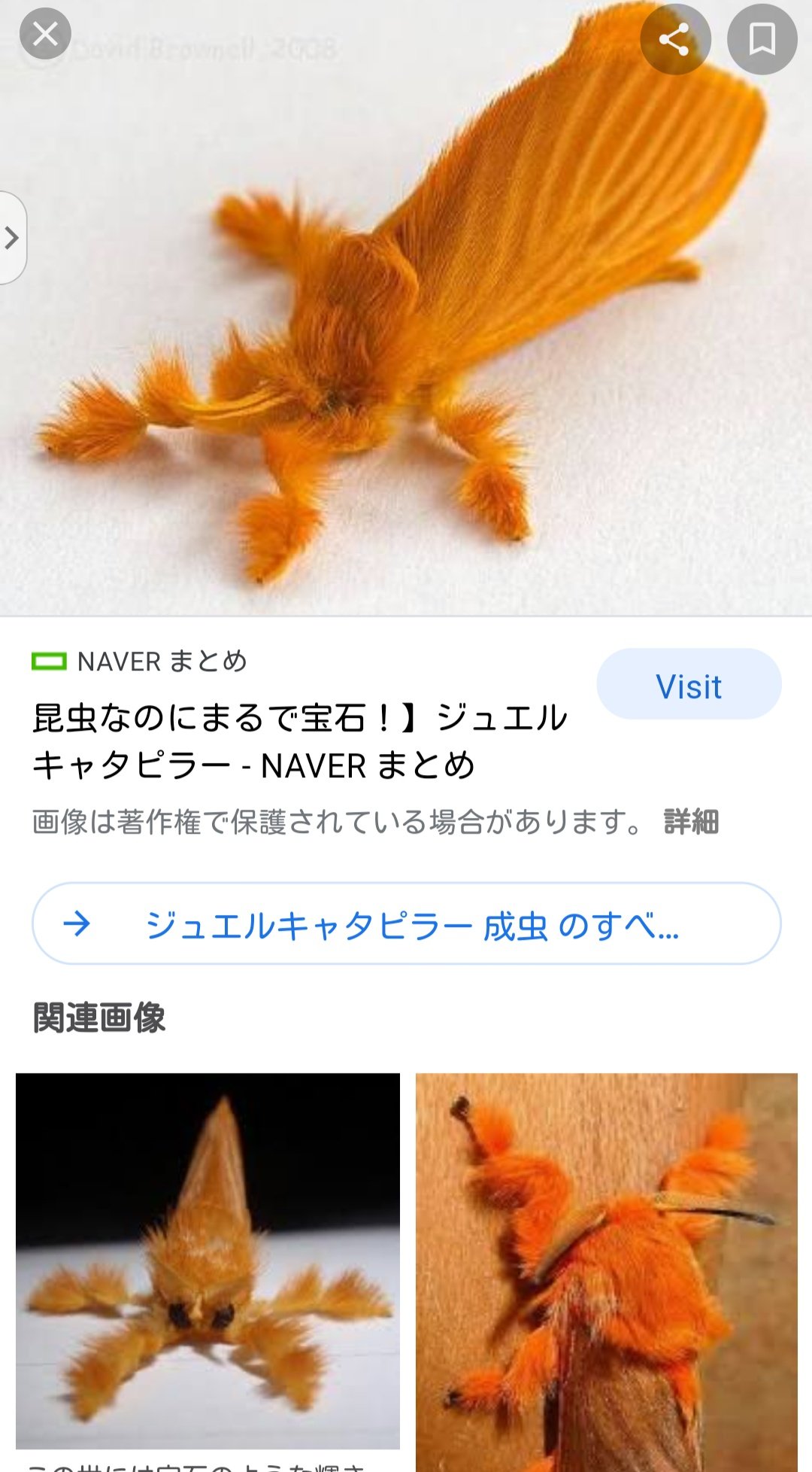 世界の動物図鑑 スマホケース販売中 動く宝石 まるで宝石のように輝くイモムシ ジュエルキャタピラーと言われるイモムシの一種 T Co Rxnloikyen Twitter