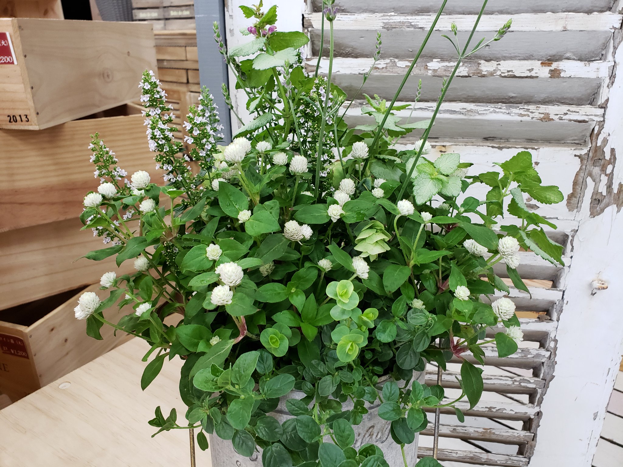 ジョイフル本田 ガーデンセンター Twitterren ガーデンセンター守谷店 本日の寄せ植え 千日紅 千夏 爽やかなハーブやリーフと共に 暑さもやわらぐアレンジに仕上げました 寄せ植え アレンジ ガーデニング 千日紅 ラベンダーグロッソ