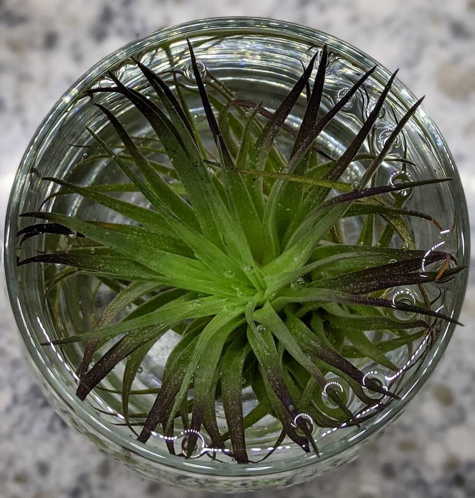 rareoids's tweet photo. Watering my airplant when I noticed how beautiful it is! Had to share!
#plants #plant #plantsofinstagram #plantsmakepeoplehappy #plantmom #plantlover #urbanjunglebloggers #urbanjungle #aroidaddicts #aroid #aroidcollector #aroidsofinstagram #airplants… https://t.co/HFWUTQ2hQN https://t.co/6pcTJnZs6q