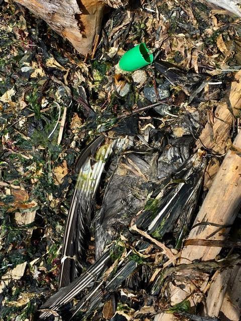 KreggJorgenson's tweet photo. Did a 90-minute beach and tidal area clean up along Puget Sound today. Retrieved two buckets of trash and far too many plastic products that came in with the tide. Found a dad sea bird next to fireworks debris as well. Please don't litter. #RandomActsOfCleanUp https://t.co/dkqlbZFc6K