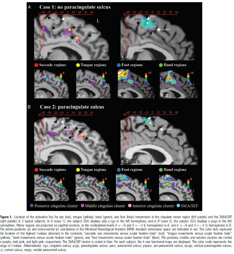 AMoosaMD's tweet photo. Cingulate motor areas. I like this 😎figure from  Amiez &amp; Petrides 
Cerebral Cortex 2014. 🧠💪 #epifelchat @Mouryanized @SRiazDO https://t.co/ygBBWJgSQL