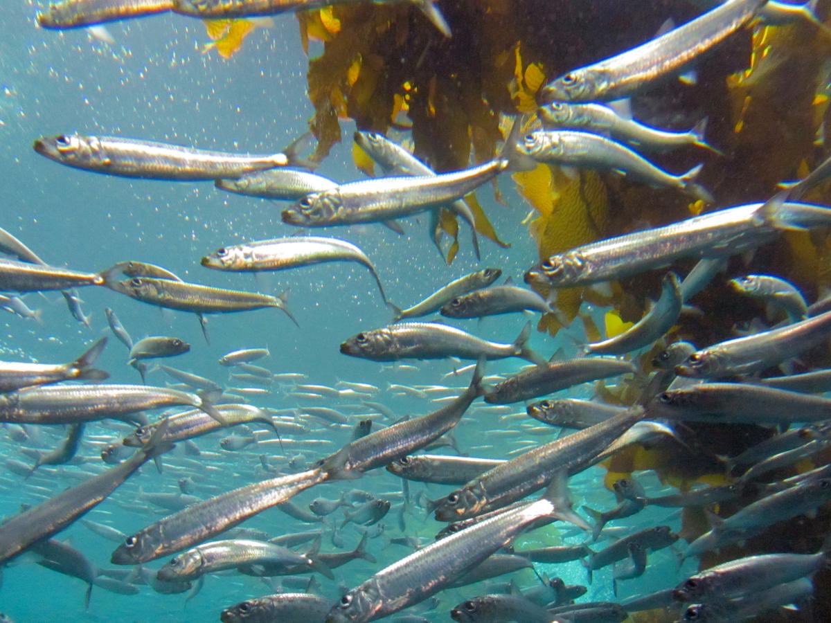 slziegler220's tweet photo. These fish are usually blue-green in their backs with silvery bellies.
However, once two Lemon-yellow colored pacific sardines were fished out of Monterey Bay. #WhatFishWednesday
📷: @oceana https://t.co/kUfYHVJy9P