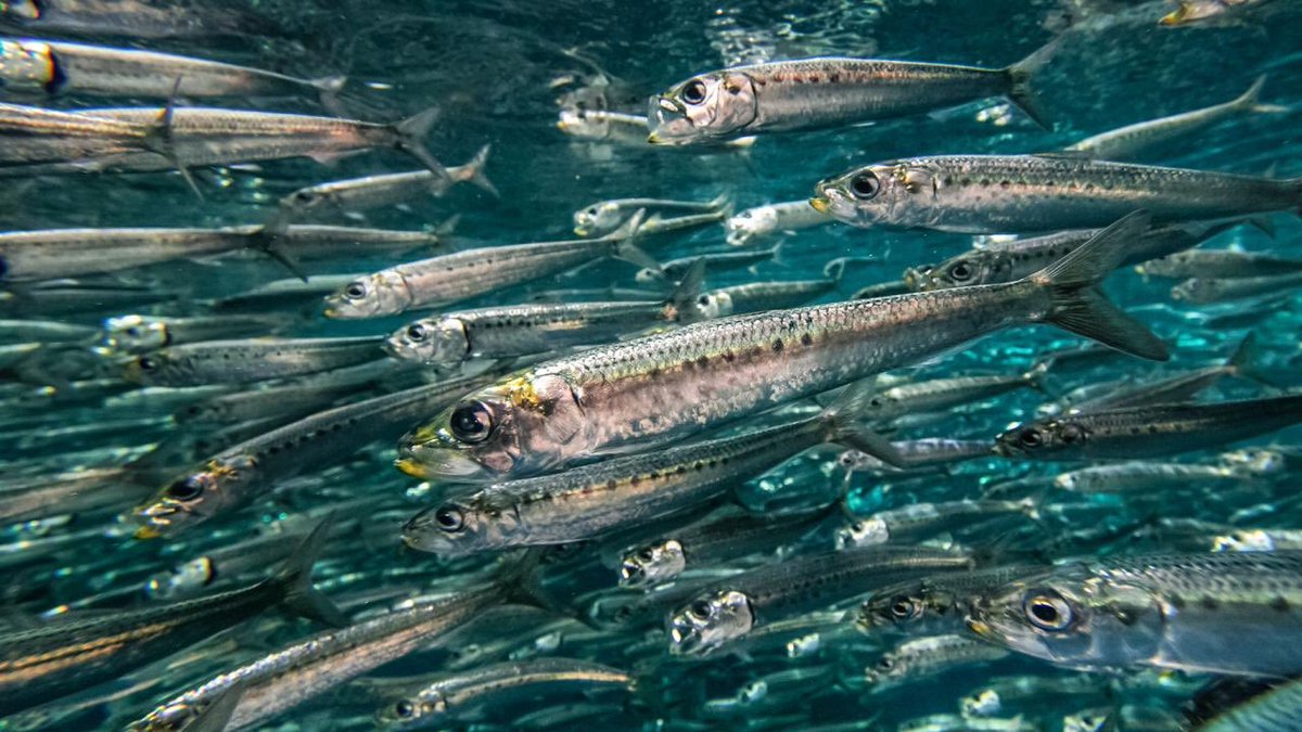 slziegler220's tweet photo. In the 1930s and 1940s, pacific sardines supported the largest fishery in the western hemisphere.
In the 1950s, there was a dramatic fishery collapse due to a combo of fishing pressure and poor ocean conditions.
#WhatFishWednesday
📷: HIROYA MINAKUCHI/MINDEN PICTURES https://t.co/IkgoUfEY3a