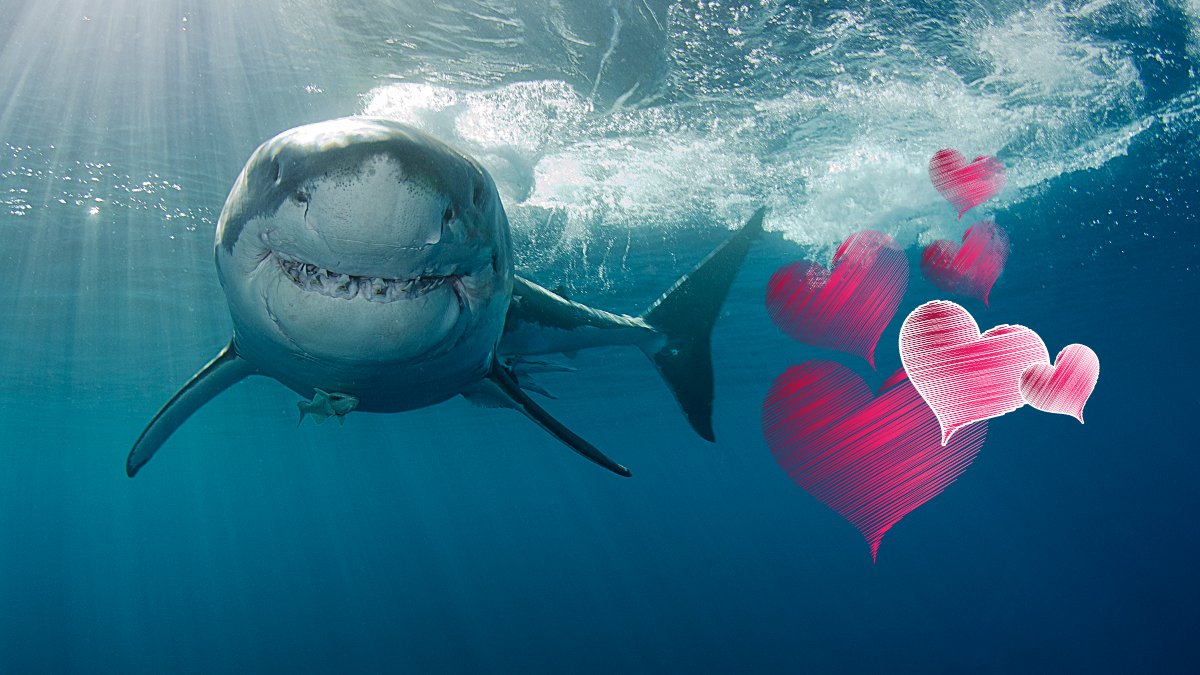 I ❤️ #GreatWhiteSharks.  I hv much respect for the species & I'm deeply fascinated the more I learn abt them.  These handsome playas are showing up more along 🇨🇦's East coast due to #ClimateChange and, in the end, that's what makes this story a sad one.

#ProtectTheOceans
#FAM46